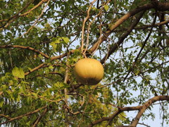 Aegle marmelos