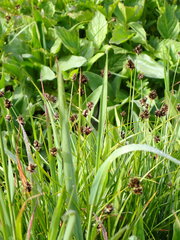 Carex microptera