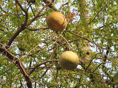 Aegle marmelos