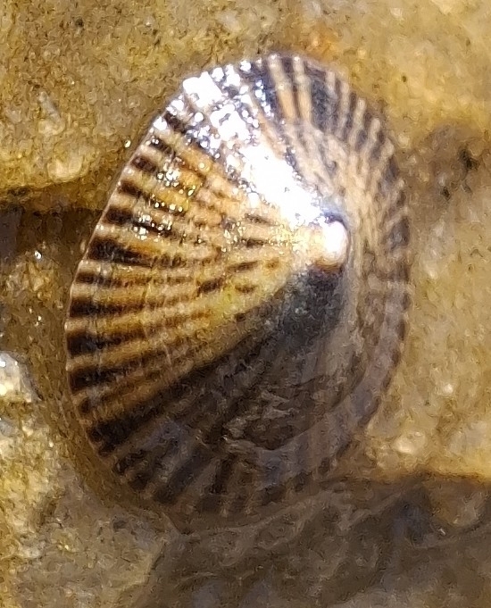 Lottia tranquebarica