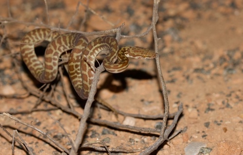 Children's Python sighting