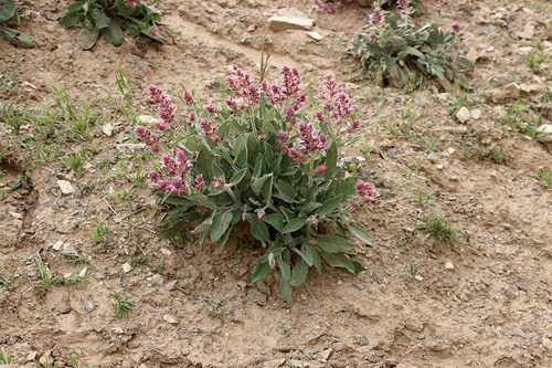 Zarafshan Sage (Salvia sarawschanica)