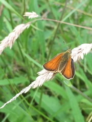 Thymelicus sylvestris