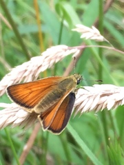 Thymelicus sylvestris