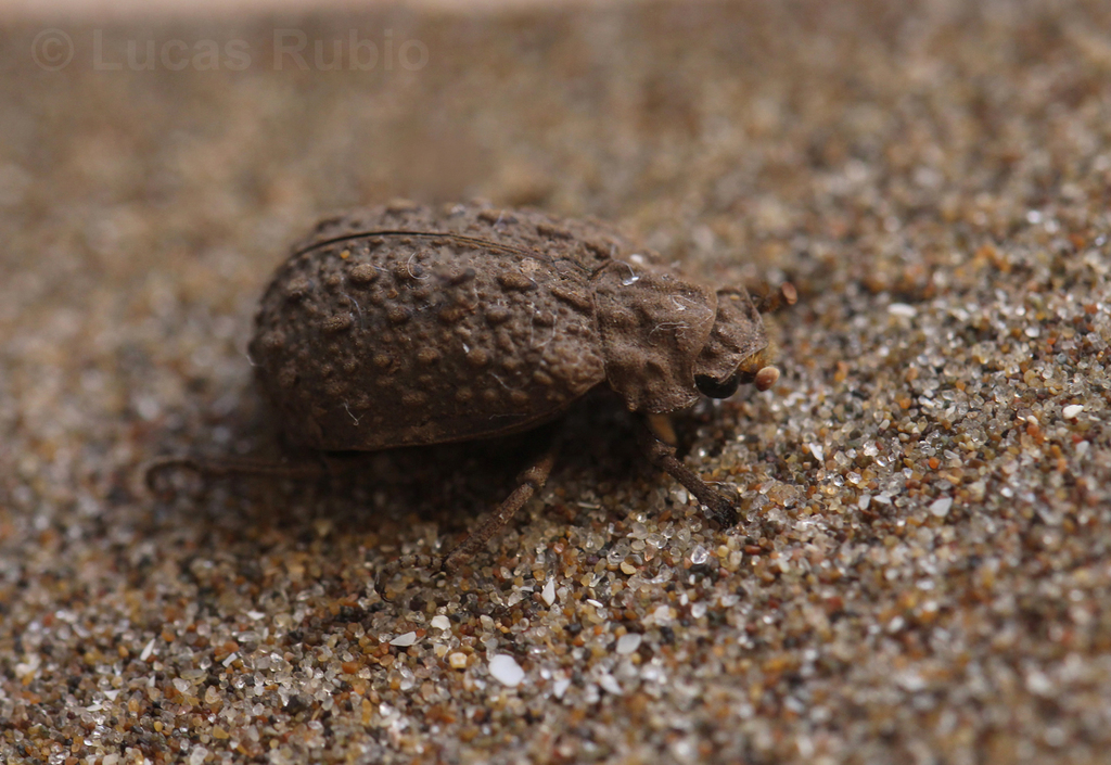 Polynoncus gemmingeri