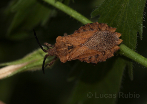 Spartocera dentiventris