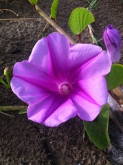 Ipomoea pes-caprae