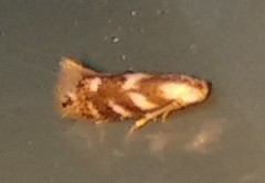 Bucculatrix canadensisella