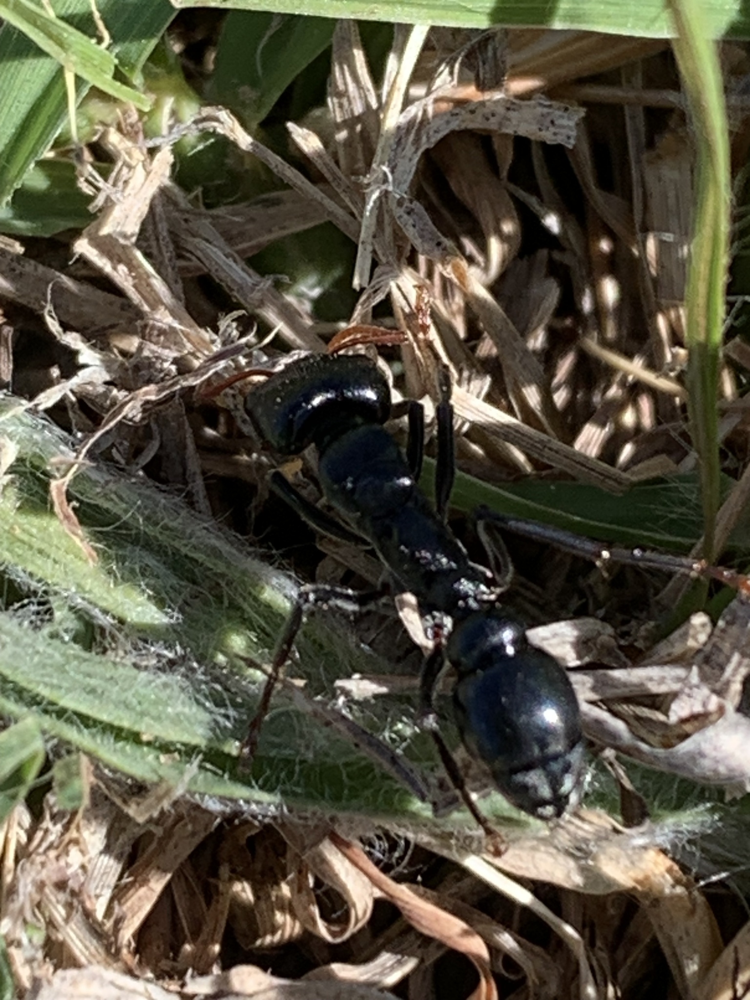 Myrmecia maura
