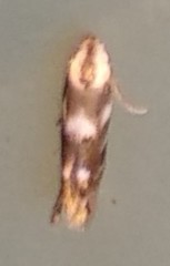 Bucculatrix canadensisella