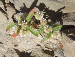 Guilleminea densa
