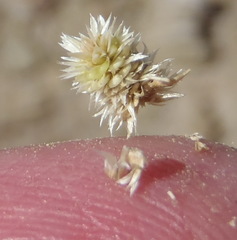 Guilleminea densa