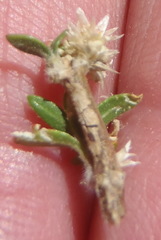 Guilleminea densa