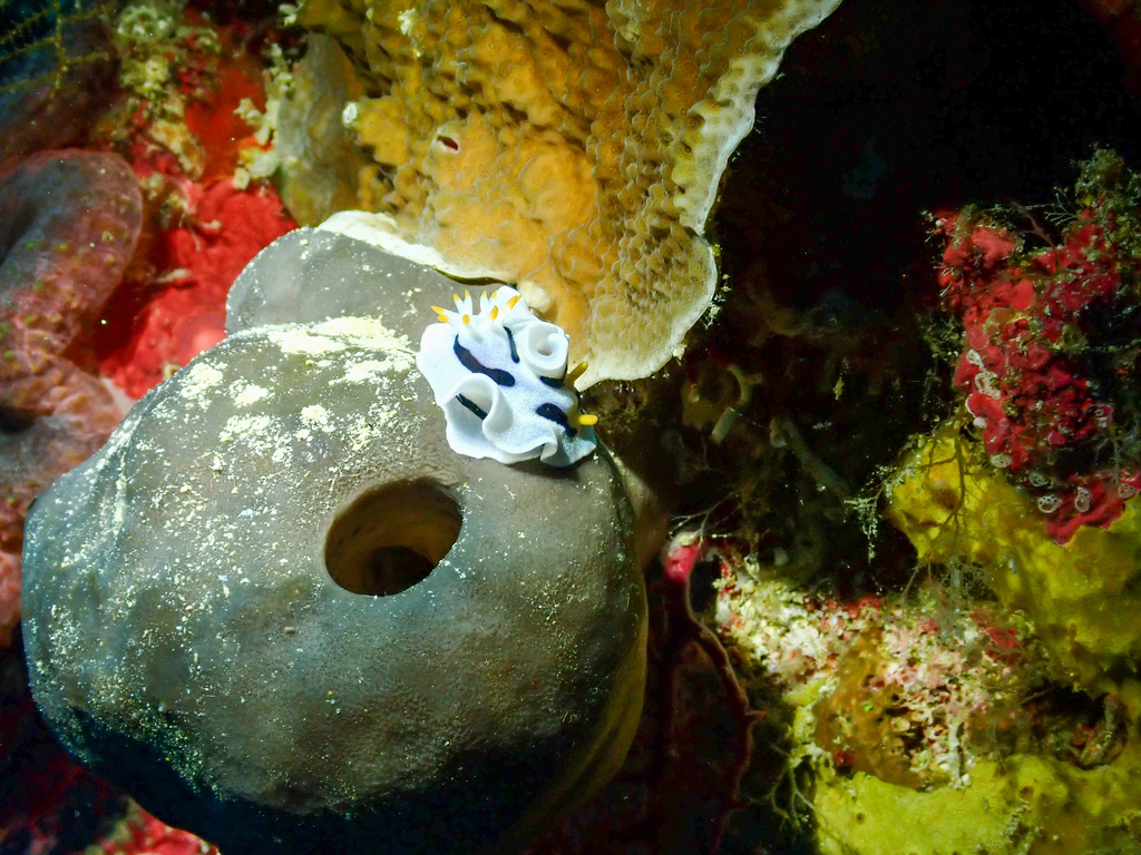Alcala's Chromodoris