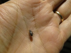 Otiorhynchus cribricollis