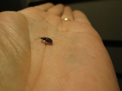 Otiorhynchus cribricollis