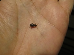 Otiorhynchus cribricollis