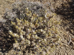 Macledium relhanioides