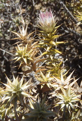 Macledium relhanioides