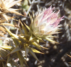 Macledium relhanioides