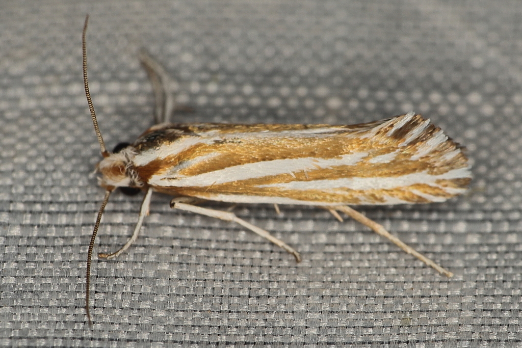 Eporycta