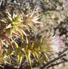 Macledium relhanioides