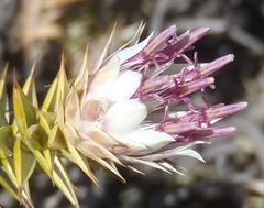 Macledium relhanioides