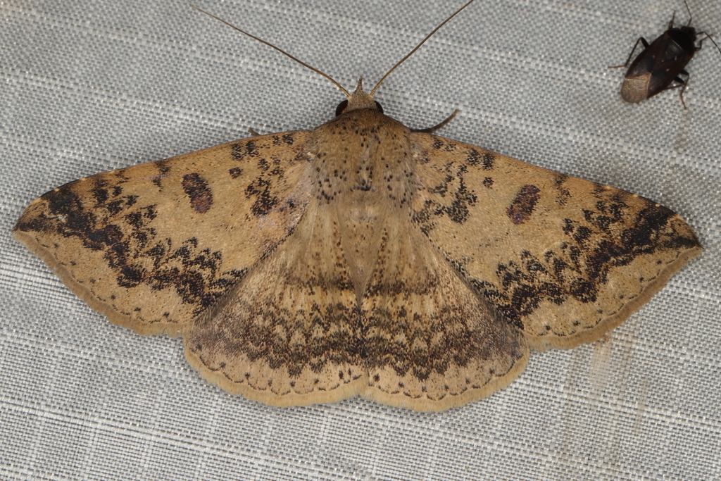 Ericeia congressa