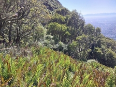 De Waal Hugo, CC BY, iNaturalist via GBIF Todea barbara, photograph De Waal Hugo, CC BY, iNaturalist via GBIF