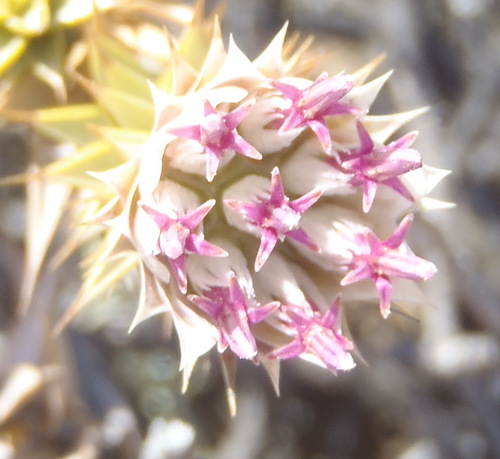Image of Macledium relhanioides by (c) Nicola van Berkel, some rights reserved (CC BY-SA)