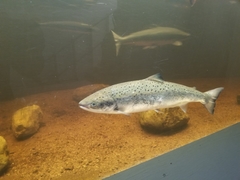 Salmo salar