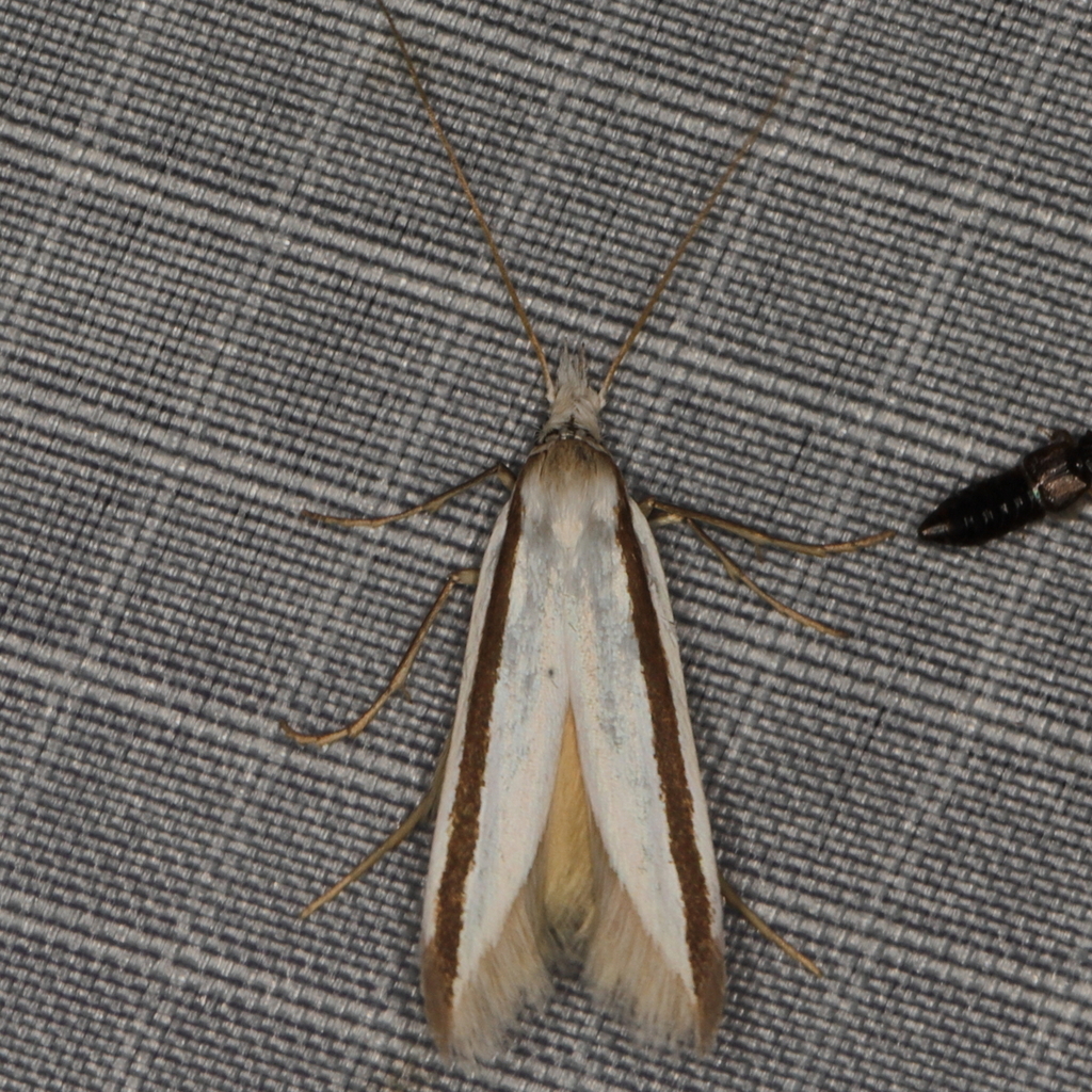 Eupetochira