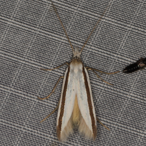 Eupetochira