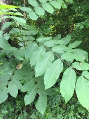 Juglans ailantifolia