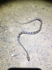 Trimorphodon lyrophanes