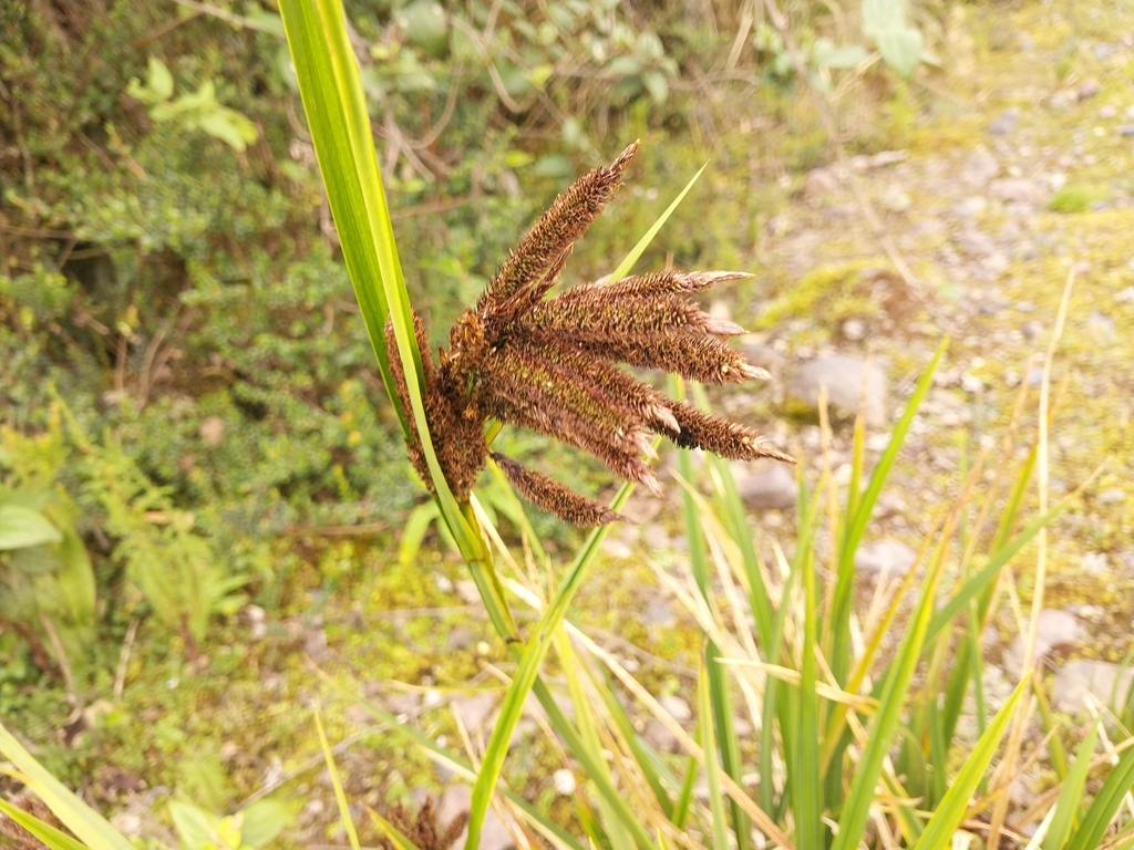Carex cortesii