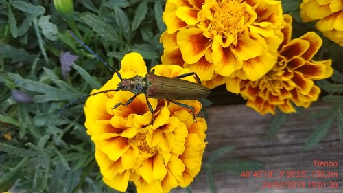 Aromia moschata