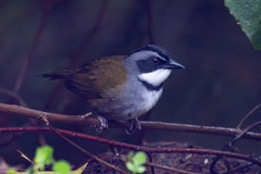Sierra Nevada Brush-Finch photo 1