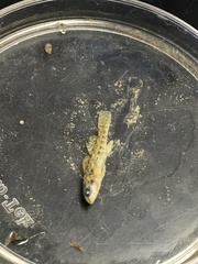 Etheostoma