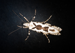 Ypsolopha sequella