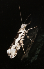 Ypsolopha sequella
