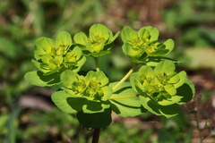 Euphorbia helioscopia