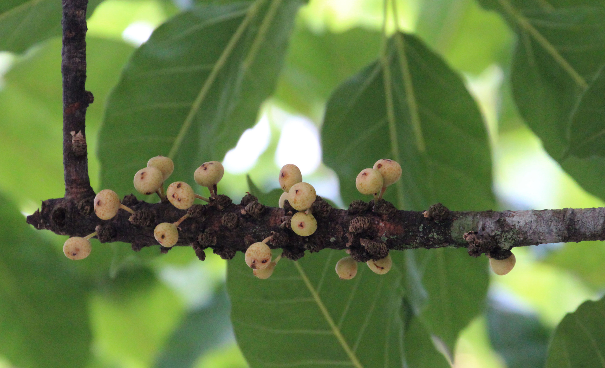 Ficus superba
