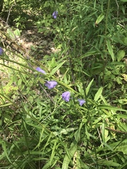 Campanula persicifolia