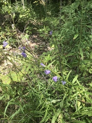 Campanula persicifolia