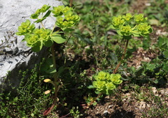Euphorbia helioscopia