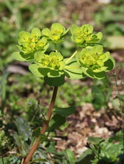 Euphorbia helioscopia