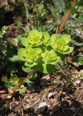 Euphorbia helioscopia