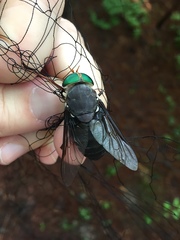 Tabanus americanus