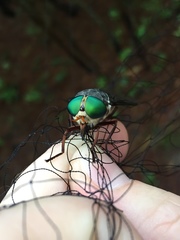 Tabanus americanus
